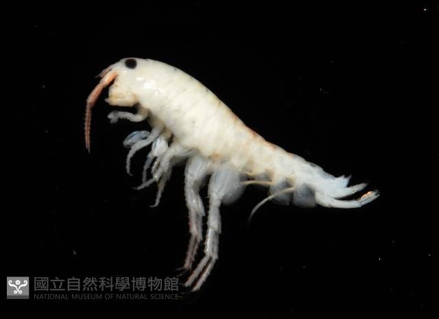 未知種端足類藏品圖，第4張