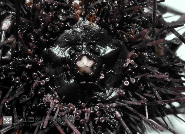 沙氏(藍環)冠海膽藏品圖，第4張