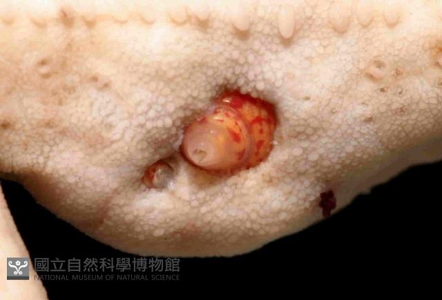 多篩指海星藏品圖，第4張