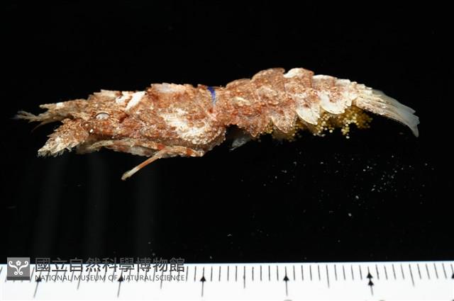 短角硬甲蟬蝦藏品圖，第4張