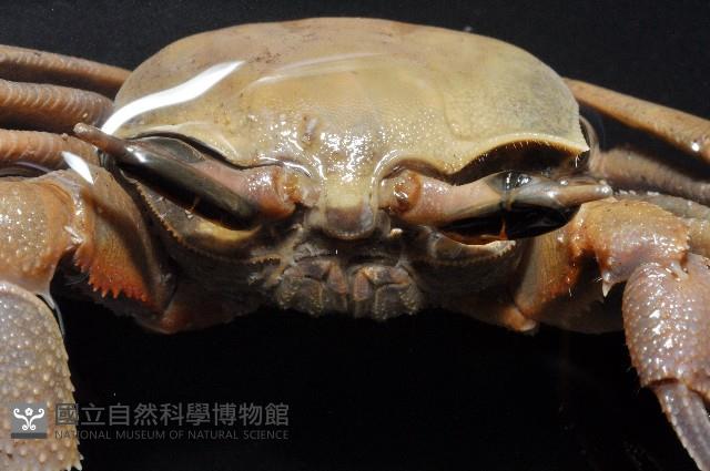 角眼沙蟹藏品圖，第4張