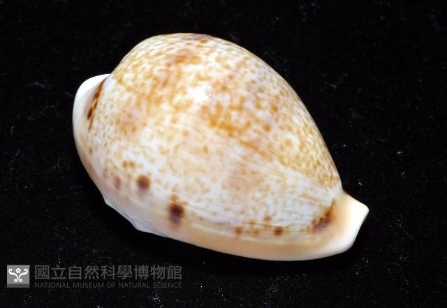 玉女寶螺藏品圖，第4張