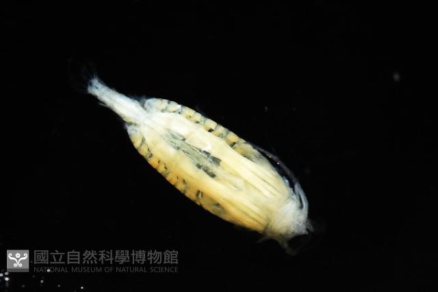 未知種橈足類藏品圖，第4張