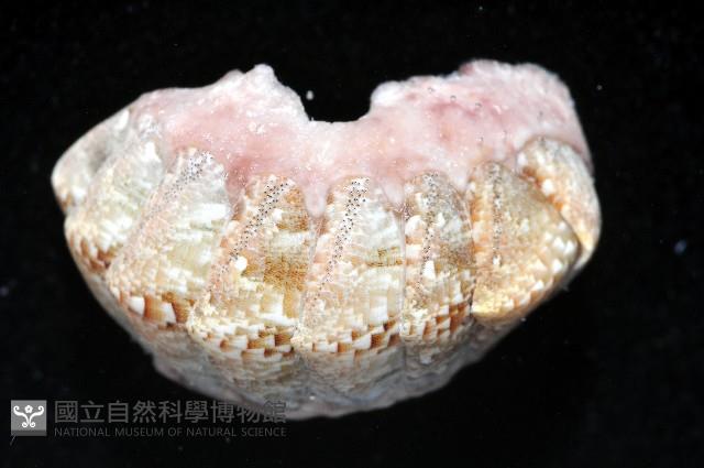 鱗紋石鱉藏品圖，第4張