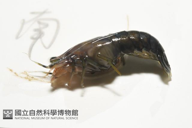 狄氏擬槍蝦藏品圖，第4張