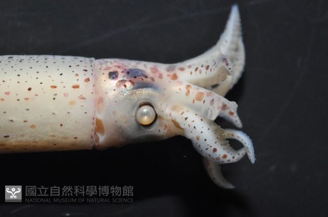 奧蘭鳶柔魚藏品圖，第4張