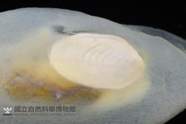 斑葉海兔藏品圖，第4張