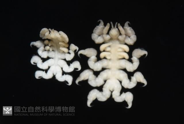 鯨虱的一種藏品圖，第4張