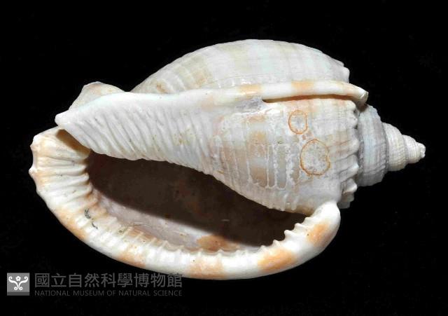 金帶鬘螺藏品圖，第4張