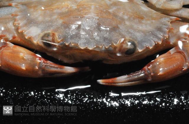 銳齒蟳藏品圖，第4張