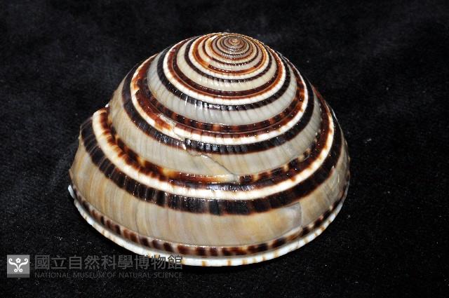 黑線車輪螺藏品圖，第4張