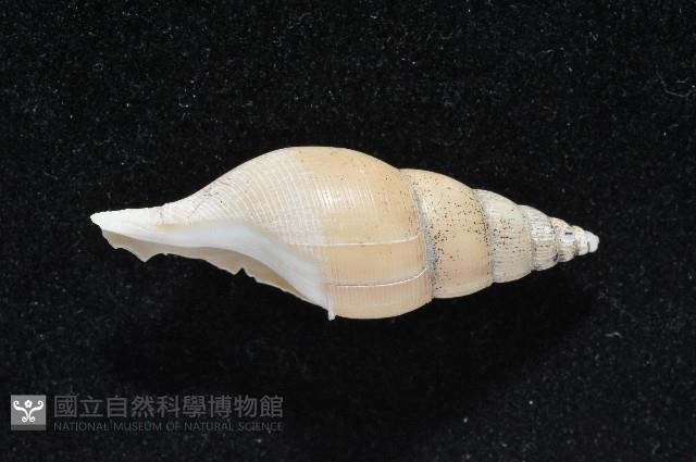 子彈布紋螺藏品圖，第4張