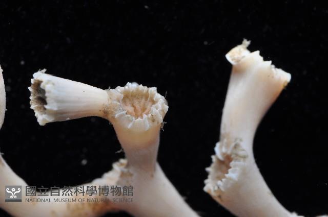 枝狀多目珊瑚藏品圖，第4張
