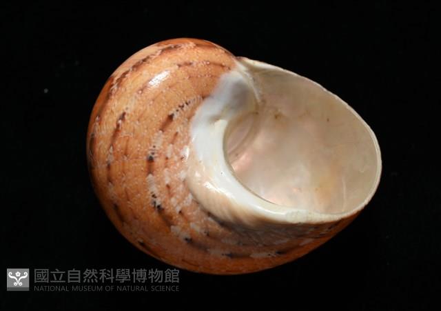 芮氏蠑螺藏品圖，第4張