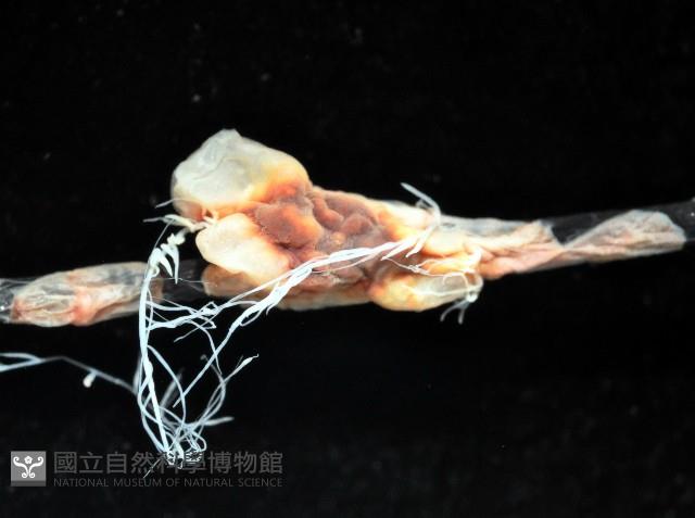 扁櫛蟲之一種藏品圖，第4張