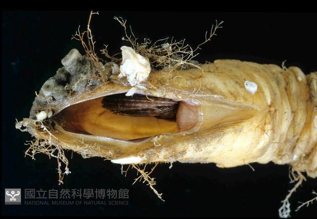 未知種鎧茗荷藏品圖，第4張