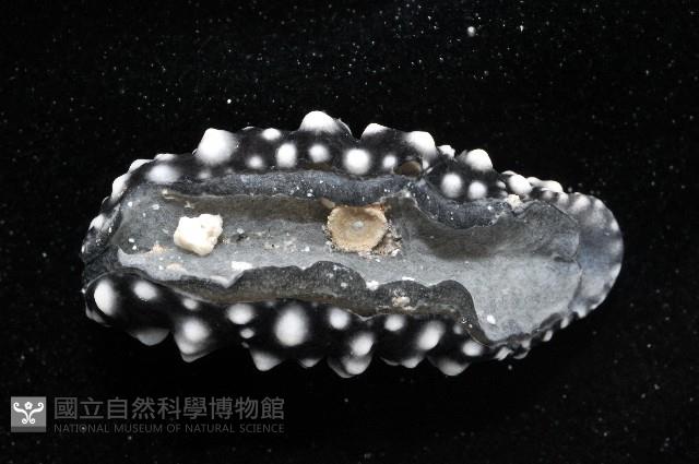 黑葉海蛞蝓藏品圖，第4張