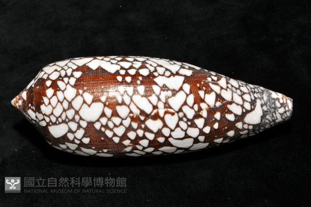 宮廷芋螺藏品圖，第4張