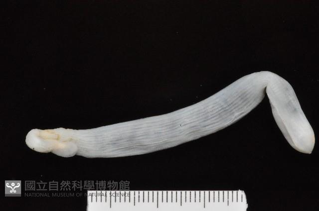 光裸(裸體)方格星蟲藏品圖，第4張