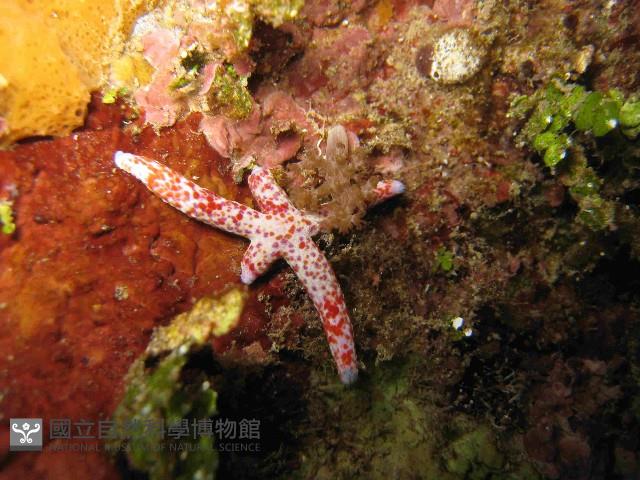 多篩指海星藏品圖，第4張