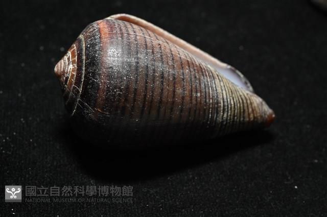 黑線芋螺藏品圖，第4張