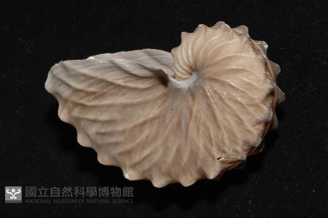 闊船蛸藏品圖，第4張