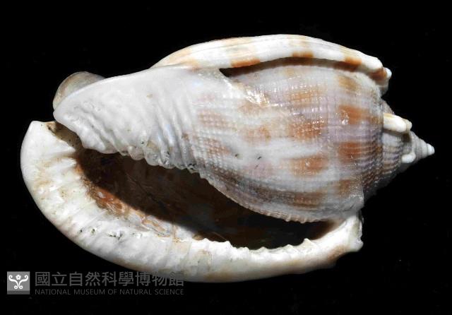 布紋鬘螺藏品圖，第4張