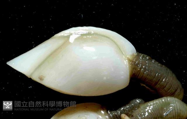 巨雕茗荷藏品圖，第4張