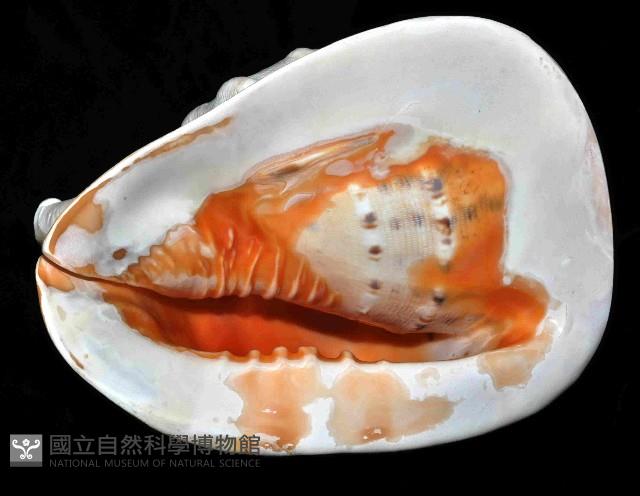 唐冠螺藏品圖，第4張