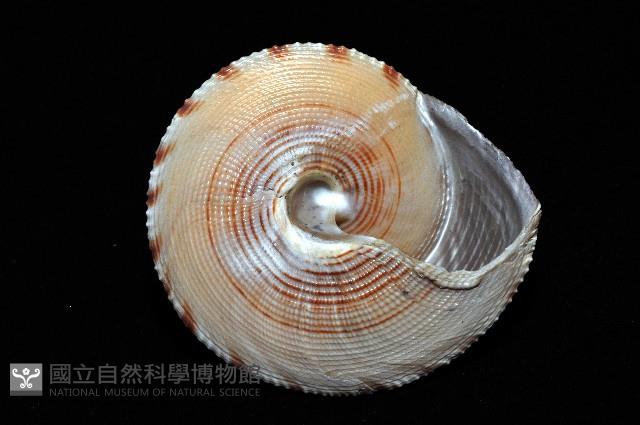 台灣鐘螺藏品圖，第4張