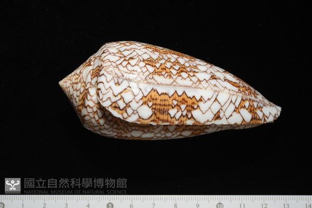 織錦芋螺藏品圖，第4張
