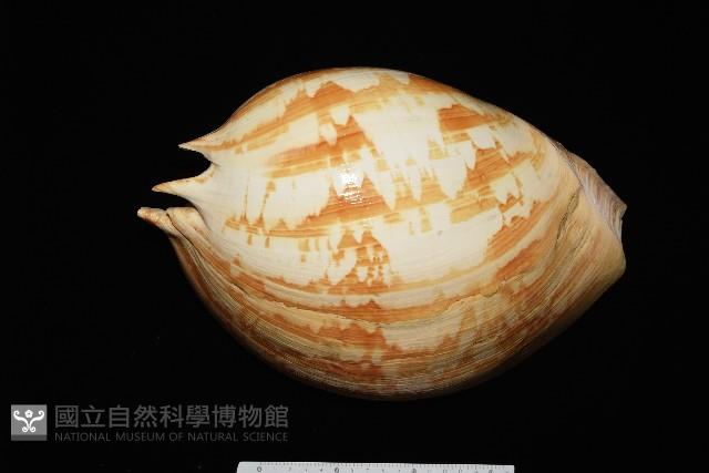 閃電椰子渦螺藏品圖，第4張