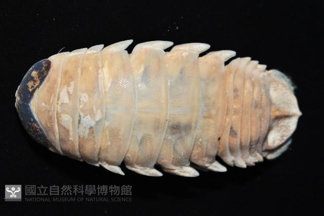 紡錘水虱之一種藏品圖，第4張