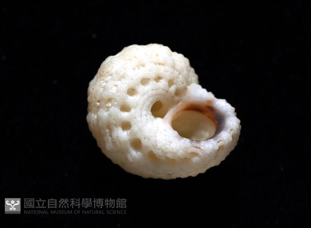 環上花冠螺藏品圖，第4張