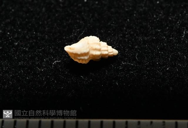 峙曄核螺藏品圖，第4張