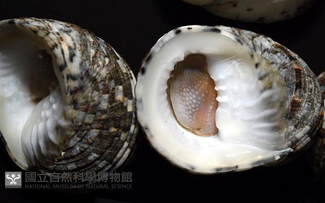 大圓蜑螺藏品圖，第4張