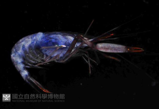 海羊齒共生長臂蝦之一種藏品圖，第4張