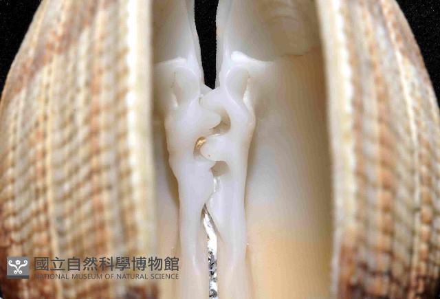 圓球簾蛤(皺紋蛤)藏品圖，第4張