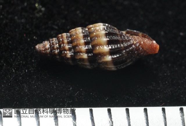 鏡花蛹筆螺藏品圖，第4張