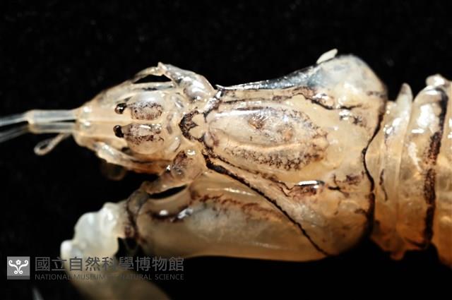 白斑綠蝦蛄藏品圖，第4張