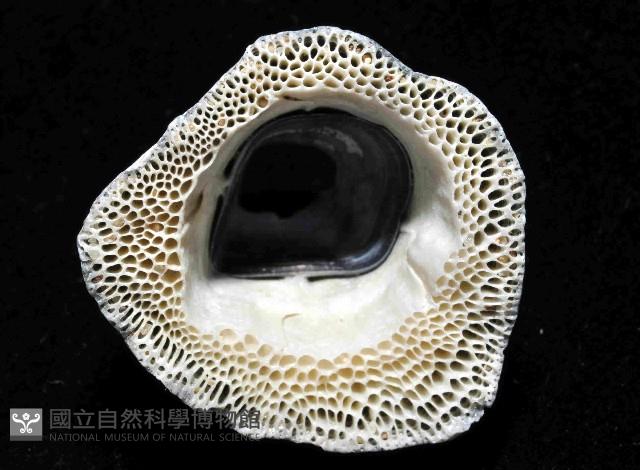 鱗笠藤壺藏品圖，第4張