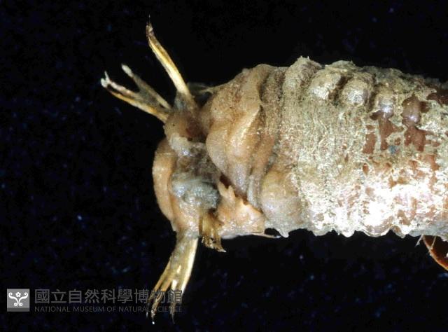未知種不倒翁蟲藏品圖，第4張