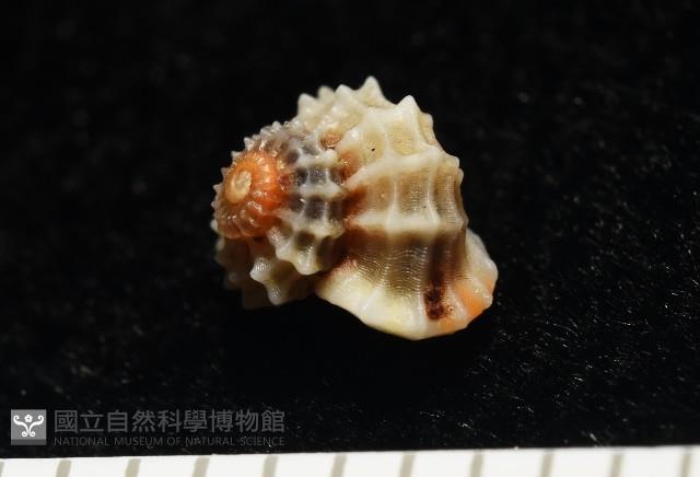 大溪花冠螺藏品圖，第4張