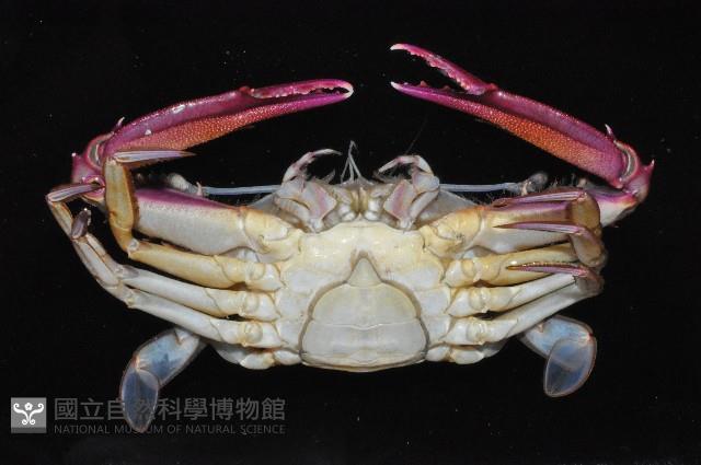 看守長眼蟹藏品圖，第4張