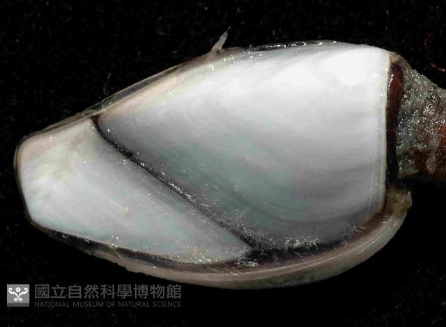 茗荷藏品圖，第4張