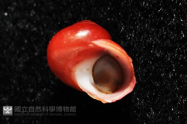 停雲蠑螺藏品圖，第4張