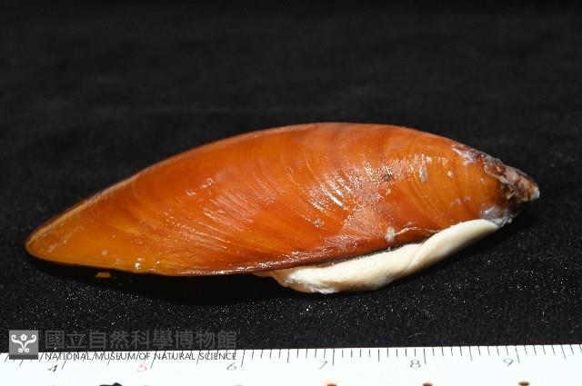 平端深海殼菜蛤藏品圖，第4張