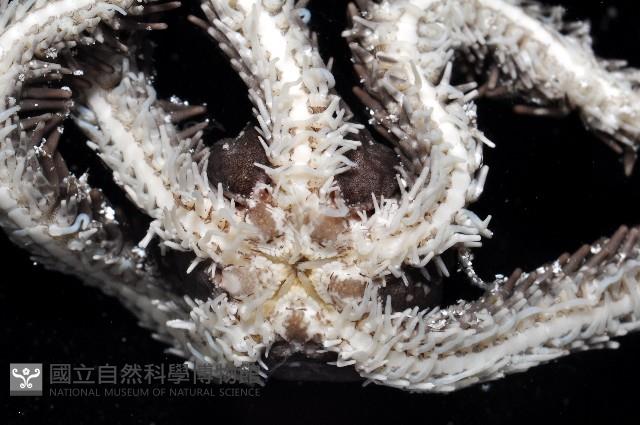 蜈蚣櫛蛇尾藏品圖，第4張