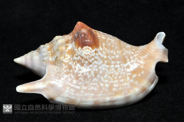 紅袖鳳凰螺藏品圖，第4張
