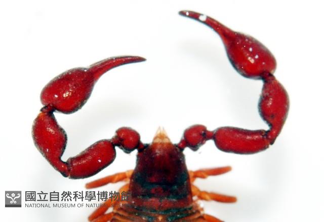 未知種擬蠍藏品圖，第4張